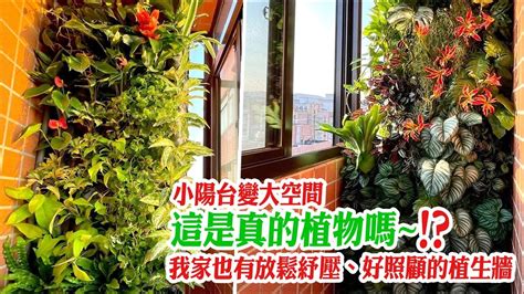 陽台種花禁忌|今日宜忌：陽台植物如何擺放